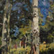 Moring Aspens