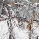 Apple Orchard, Winter